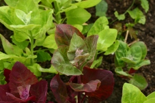 Orach was one of the new crops we grew.